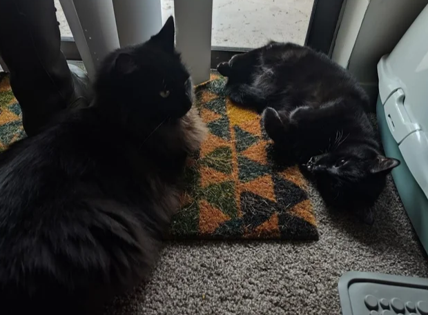 Intelligent Pet Water Dispenser