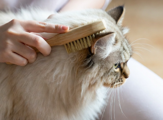 Pet Brush
